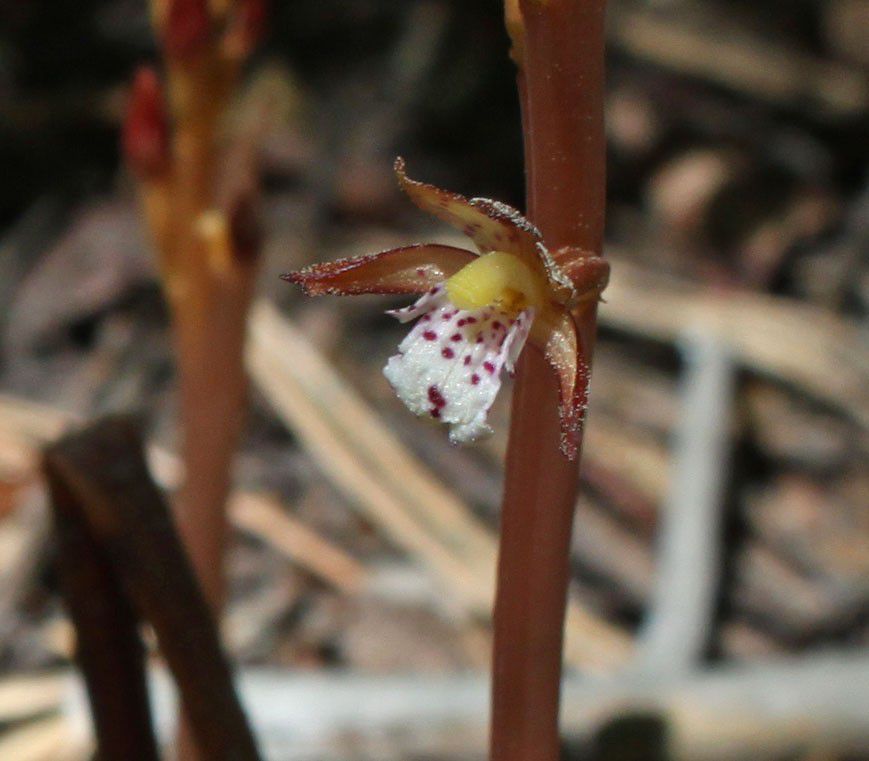 Corallorhiza maculata var. maculata