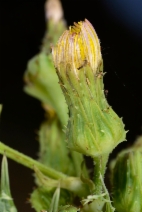 Sonchus asper ssp. asper