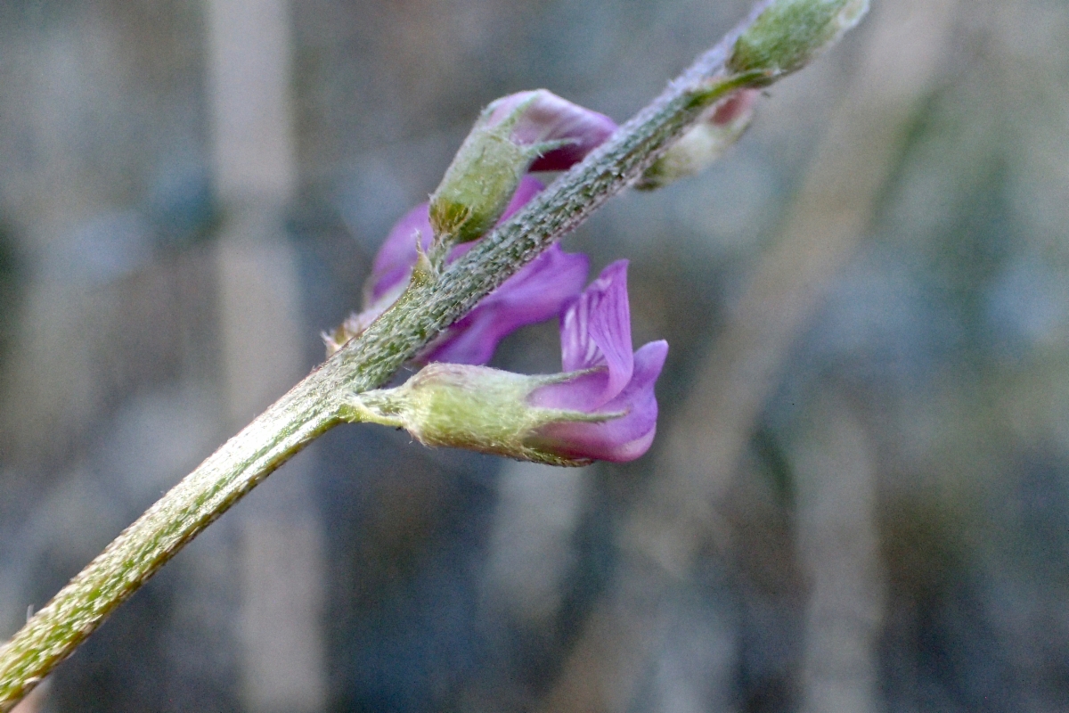 Astragalus bernardinus