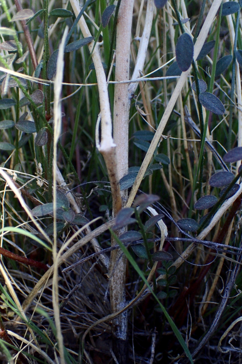Astragalus bernardinus