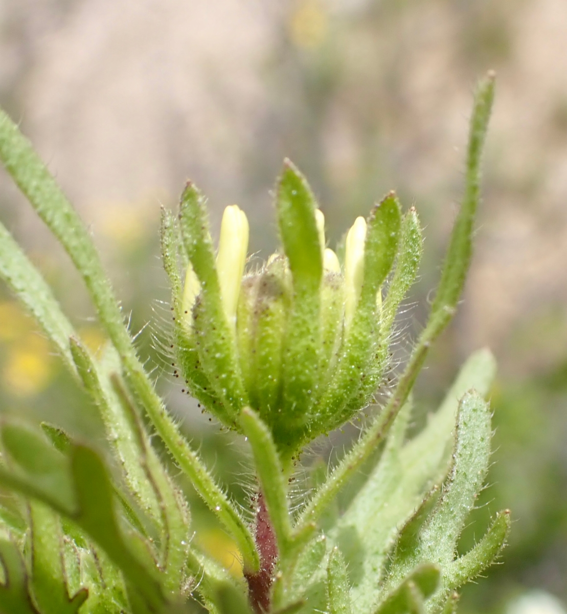 Layia pentachaeta ssp. albida