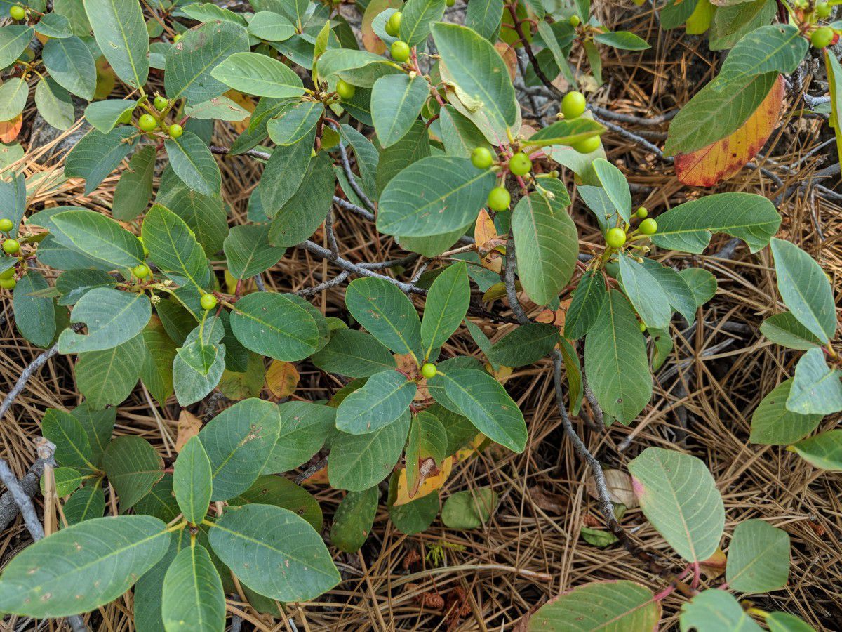 Frangula rubra ssp. obtusissima