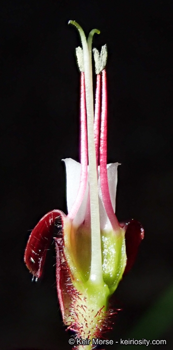 Ribes sericeum