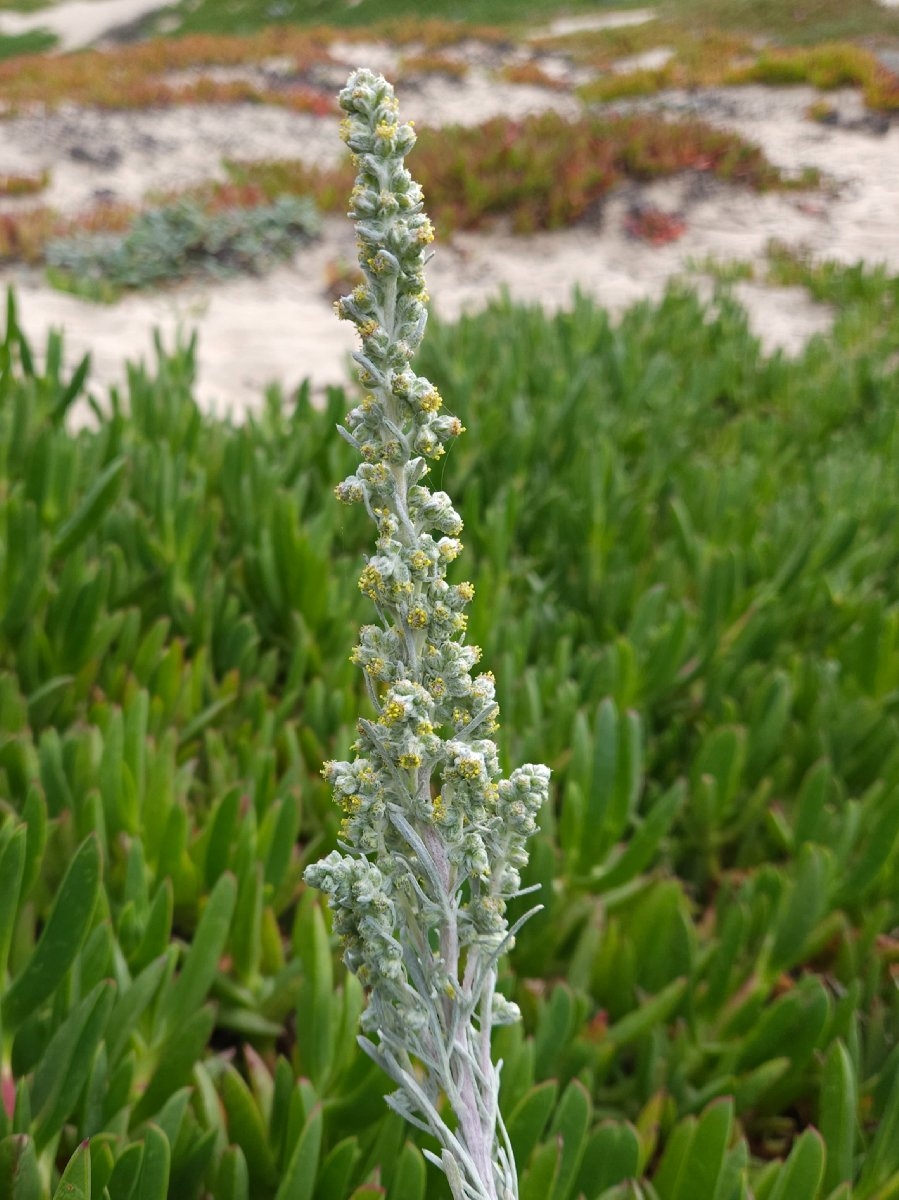 Artemisia pycnocephala