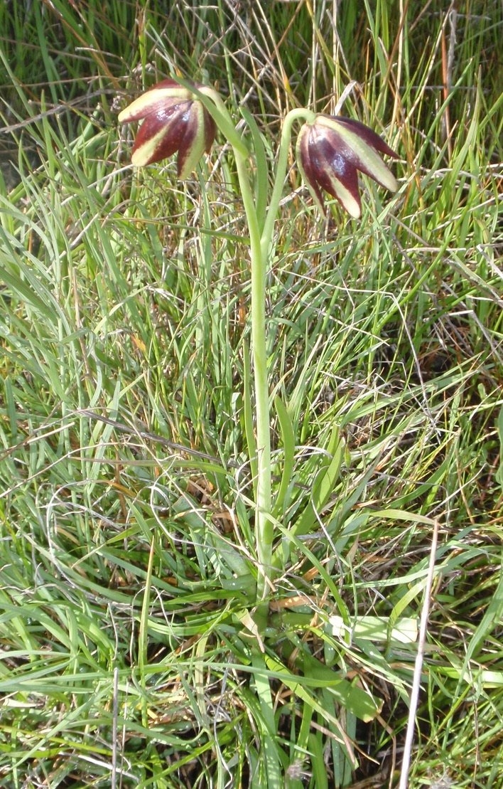 Fritillaria biflora var. ineziana