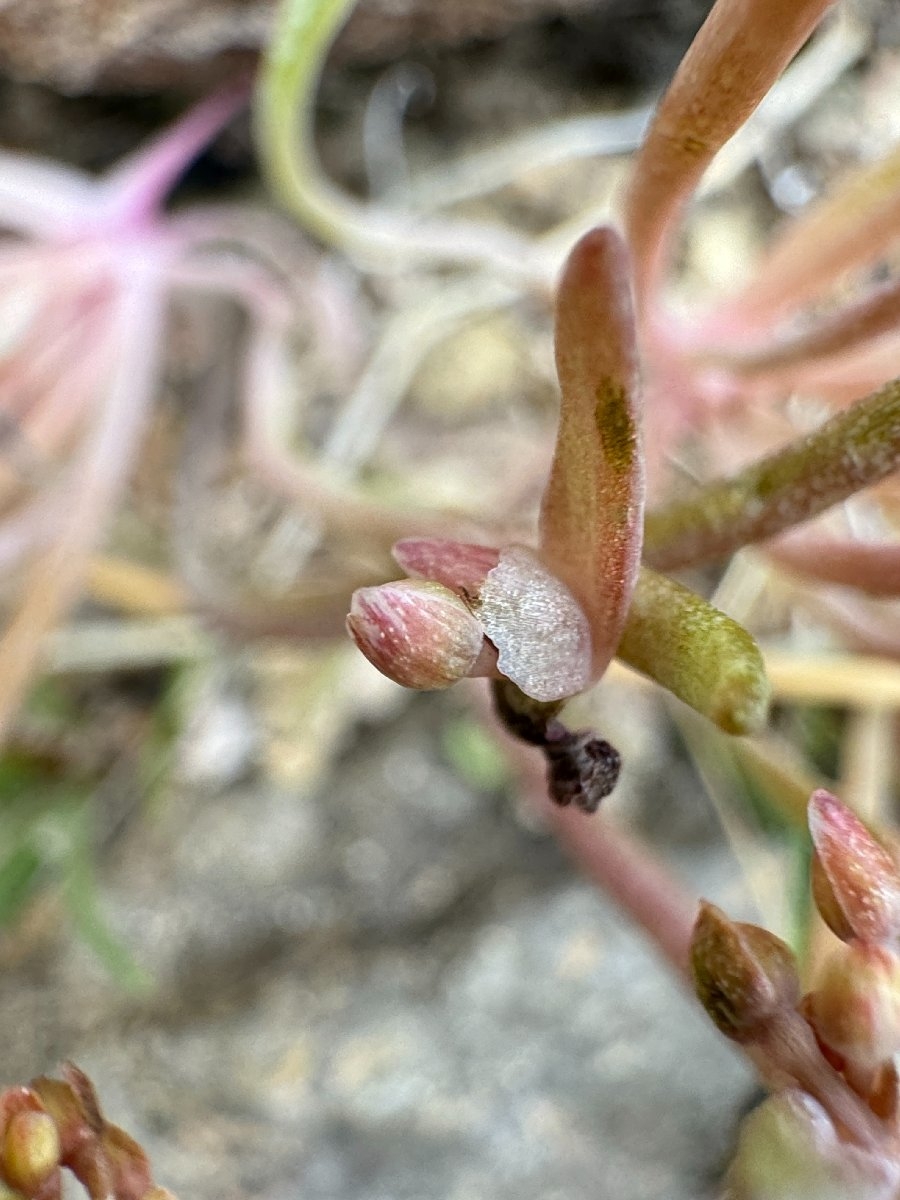 Claytonia parviflora ssp. viridis