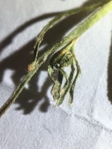 Plagiobothrys humistratus