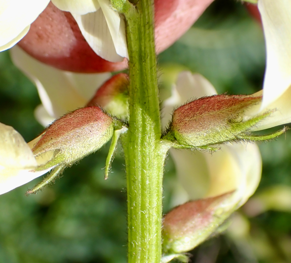 Astragalus congdonii