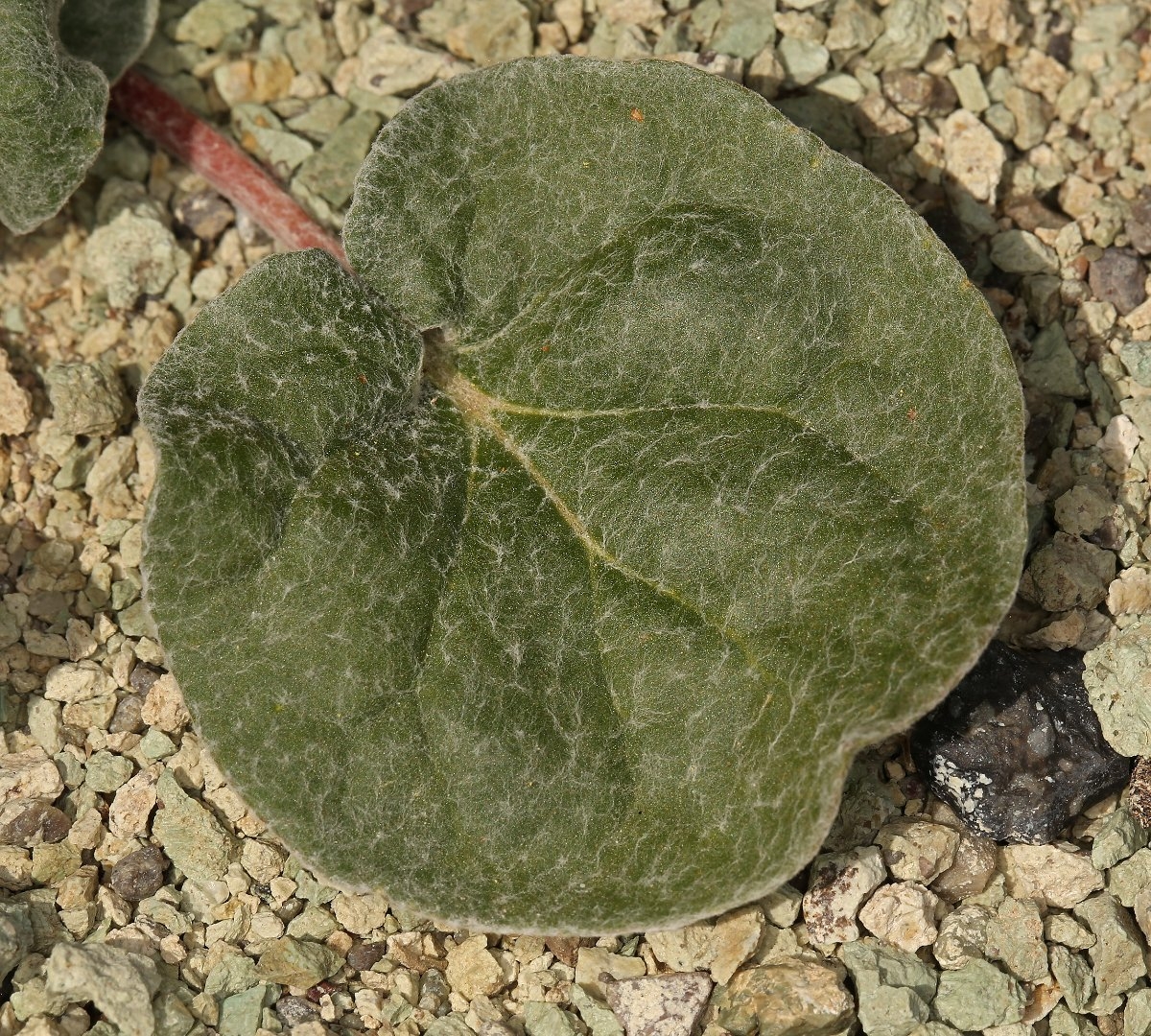 Eriogonum deflexum var. baratum