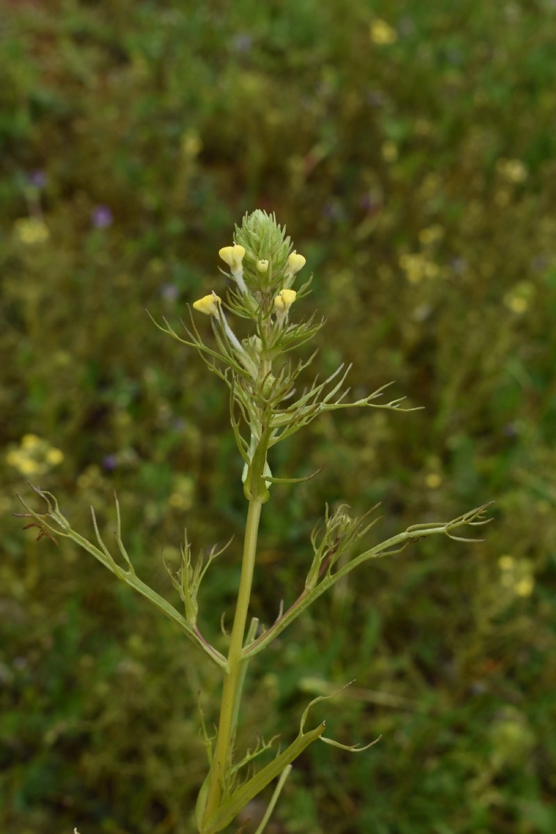 Castilleja campestris ssp. campestris