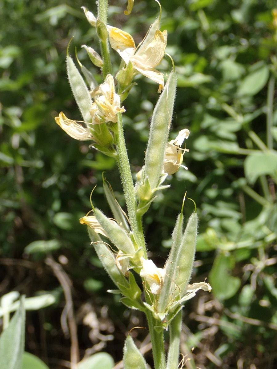 Thermopsis californica var. californica