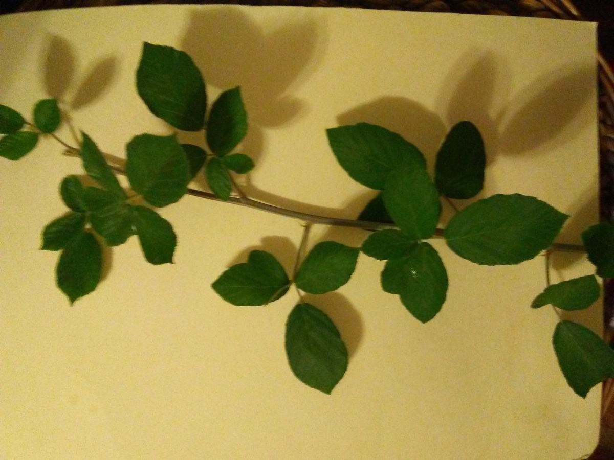 Rubus ulmifolius var. anoplothyrsus