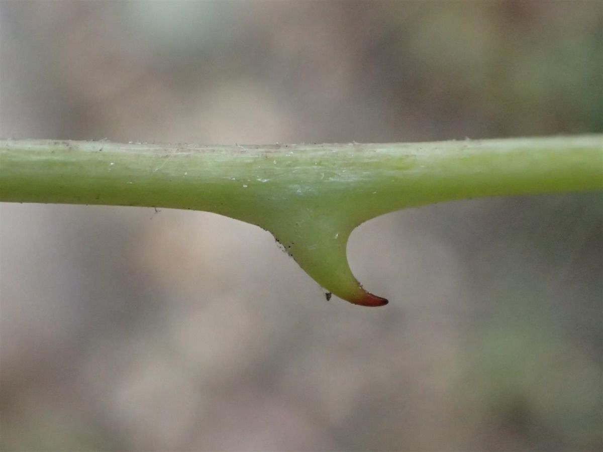 Erythrina crista-galli