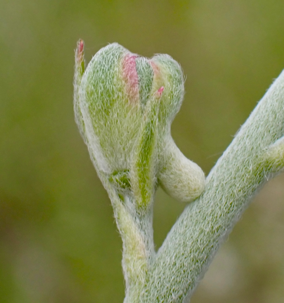 Delphinium hansenii ssp. ewanianum