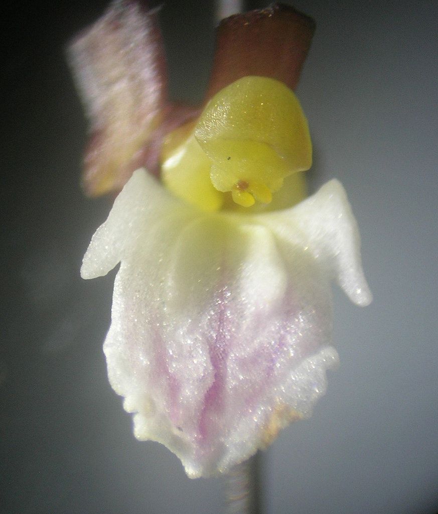 Corallorhiza maculata var. occidentalis