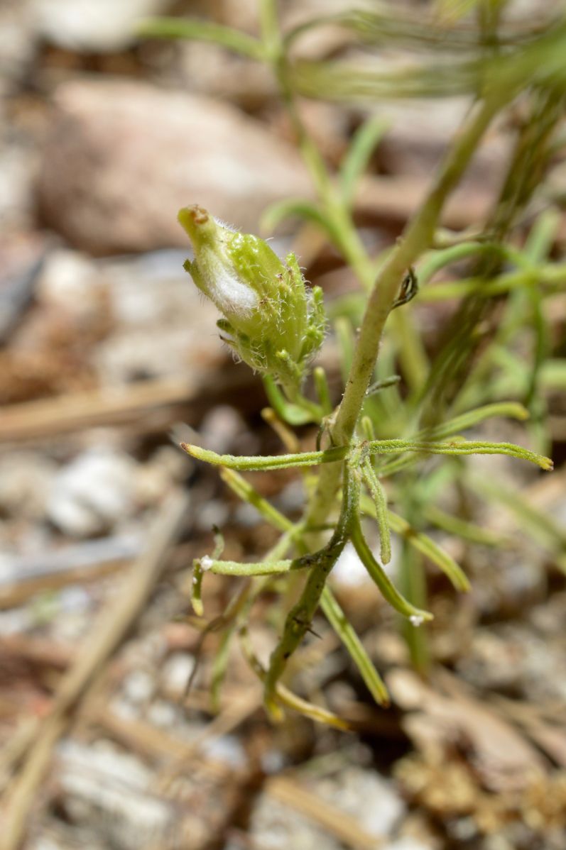 Cordylanthus rigidus ssp. brevibracteatus