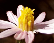 Corethrogyne filaginifolia var. brevicula