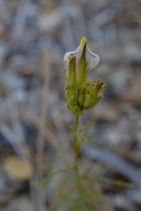 Cordylanthus rigidus ssp. brevibracteatus
