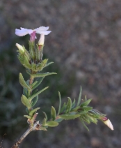 Phlox longifolia ssp. brevifolia