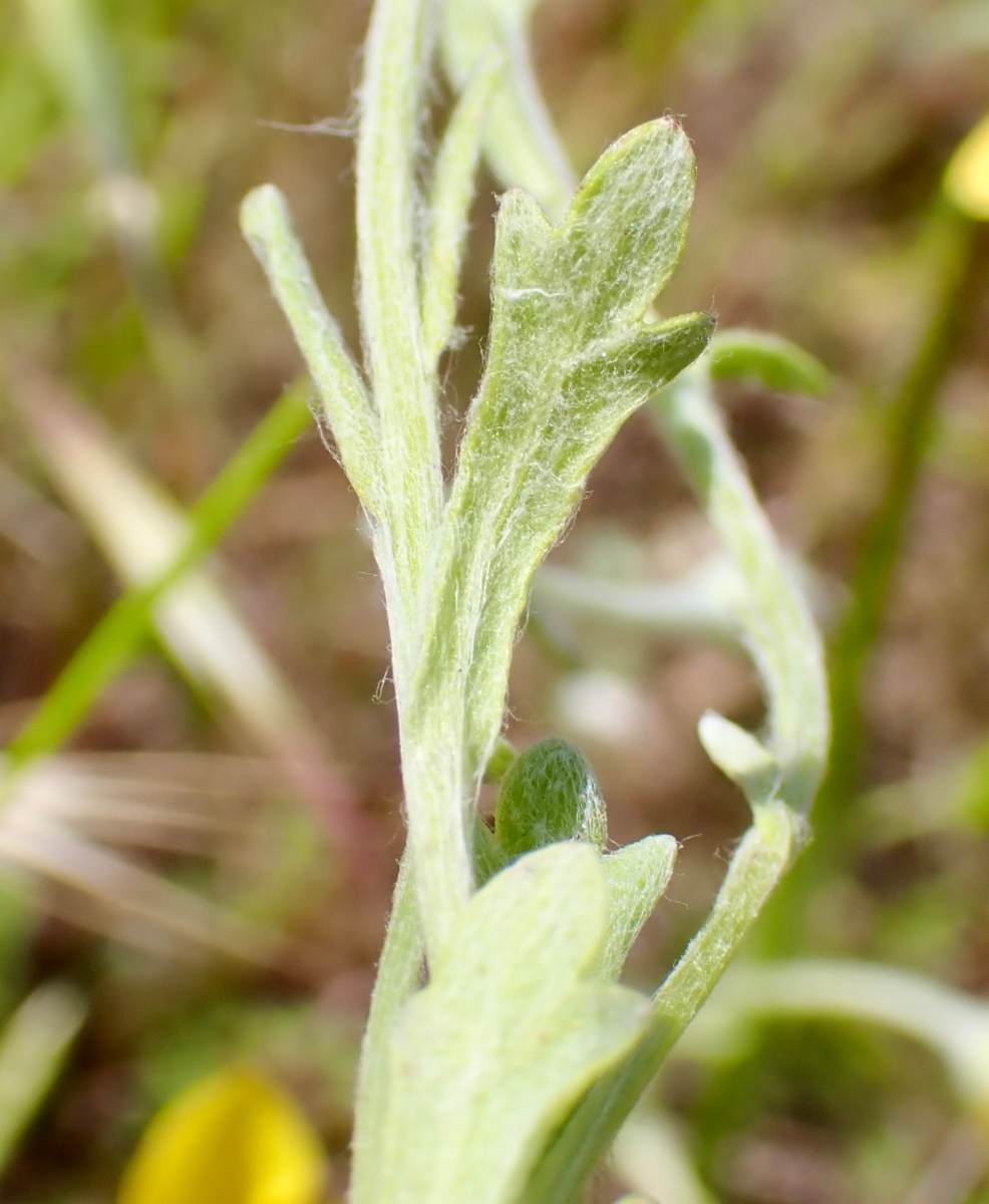 Pseudobahia bahiifolia