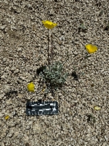 Eschscholzia minutiflora var. twisselmannii