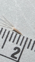 Microseris elegans