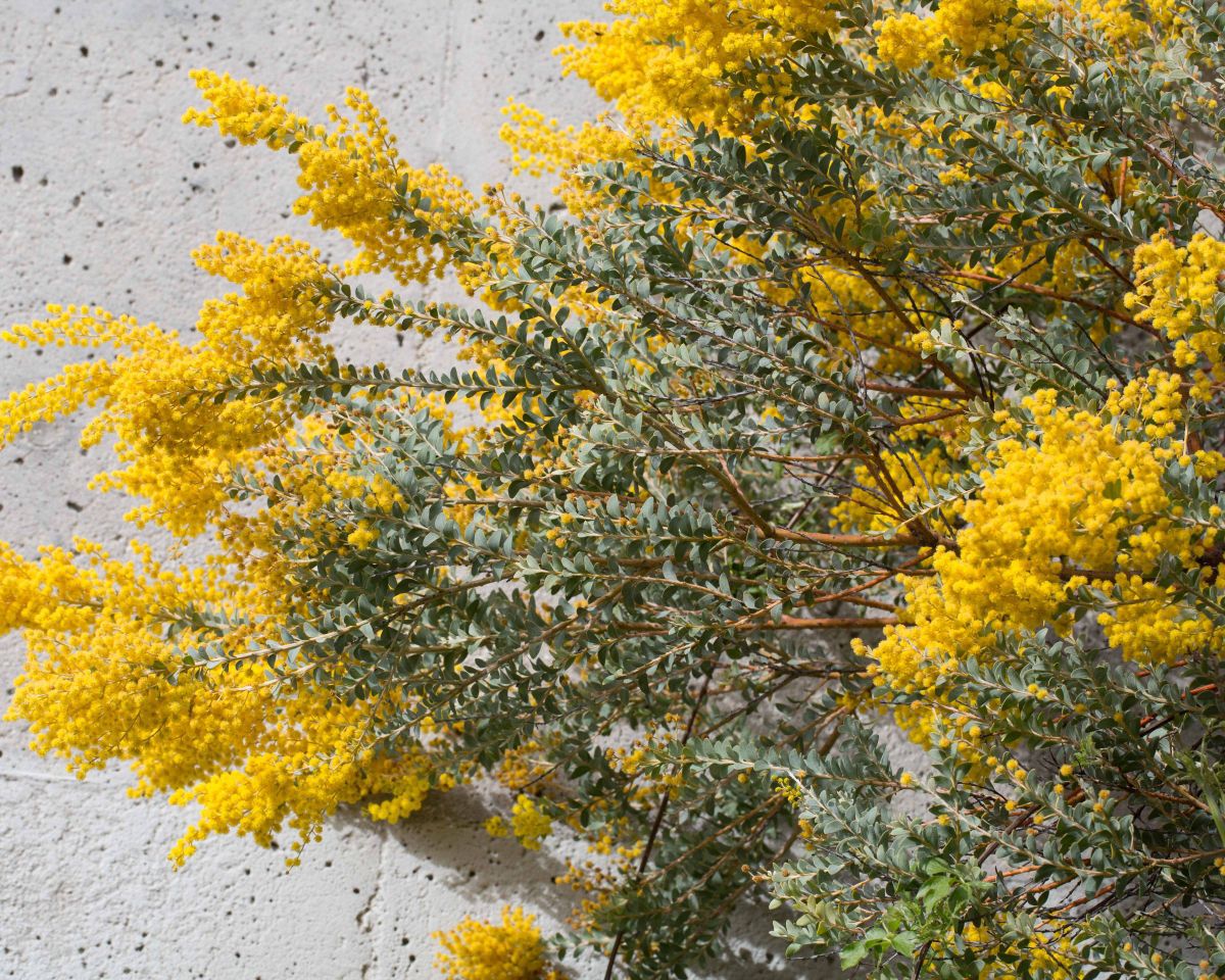 Acacia cultriformis