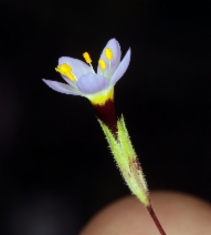 Linanthus ambiguus