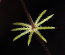 Linanthus ambiguus