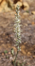 Hastingsia serpenticola