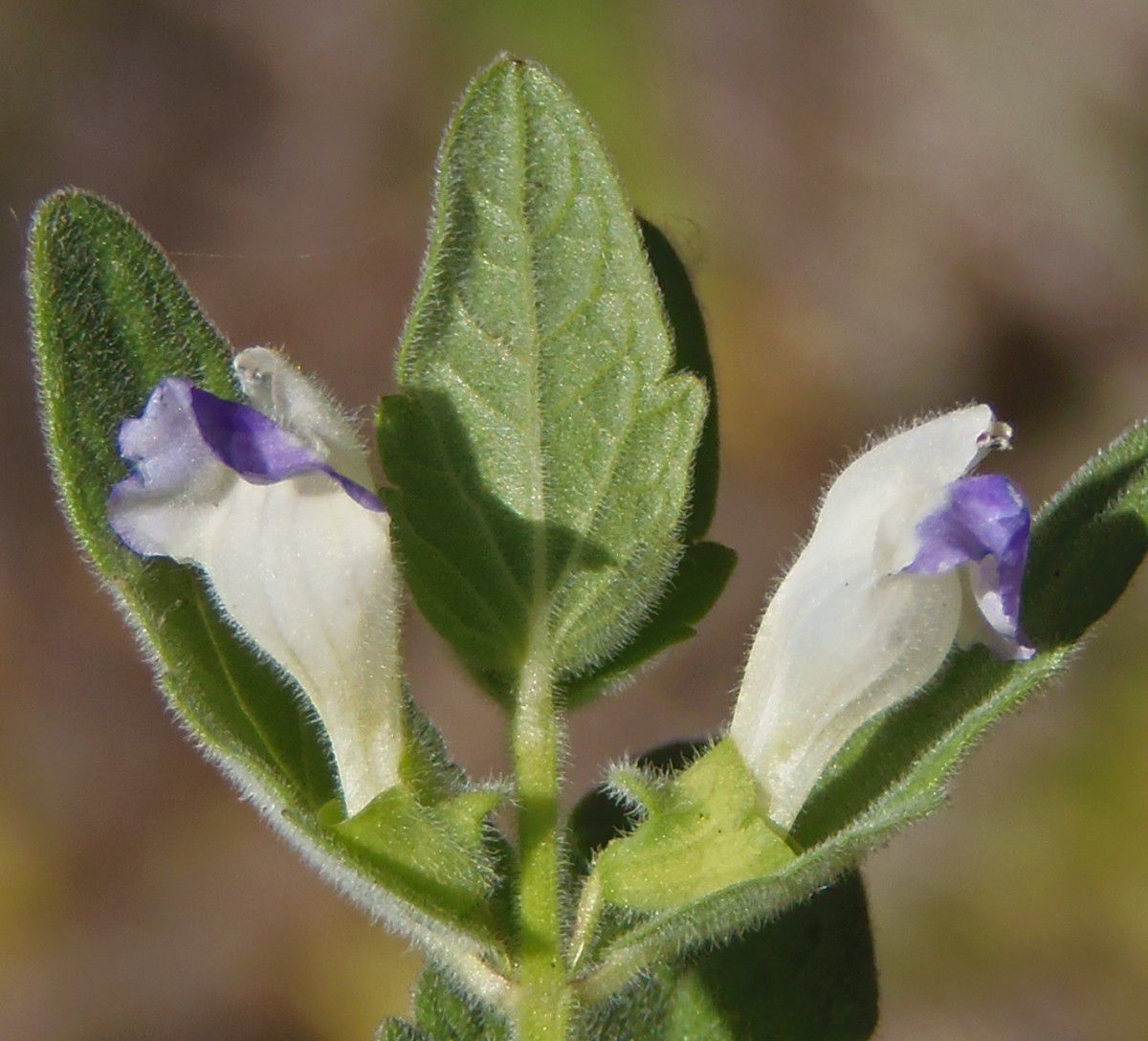 Scutellaria bolanderi