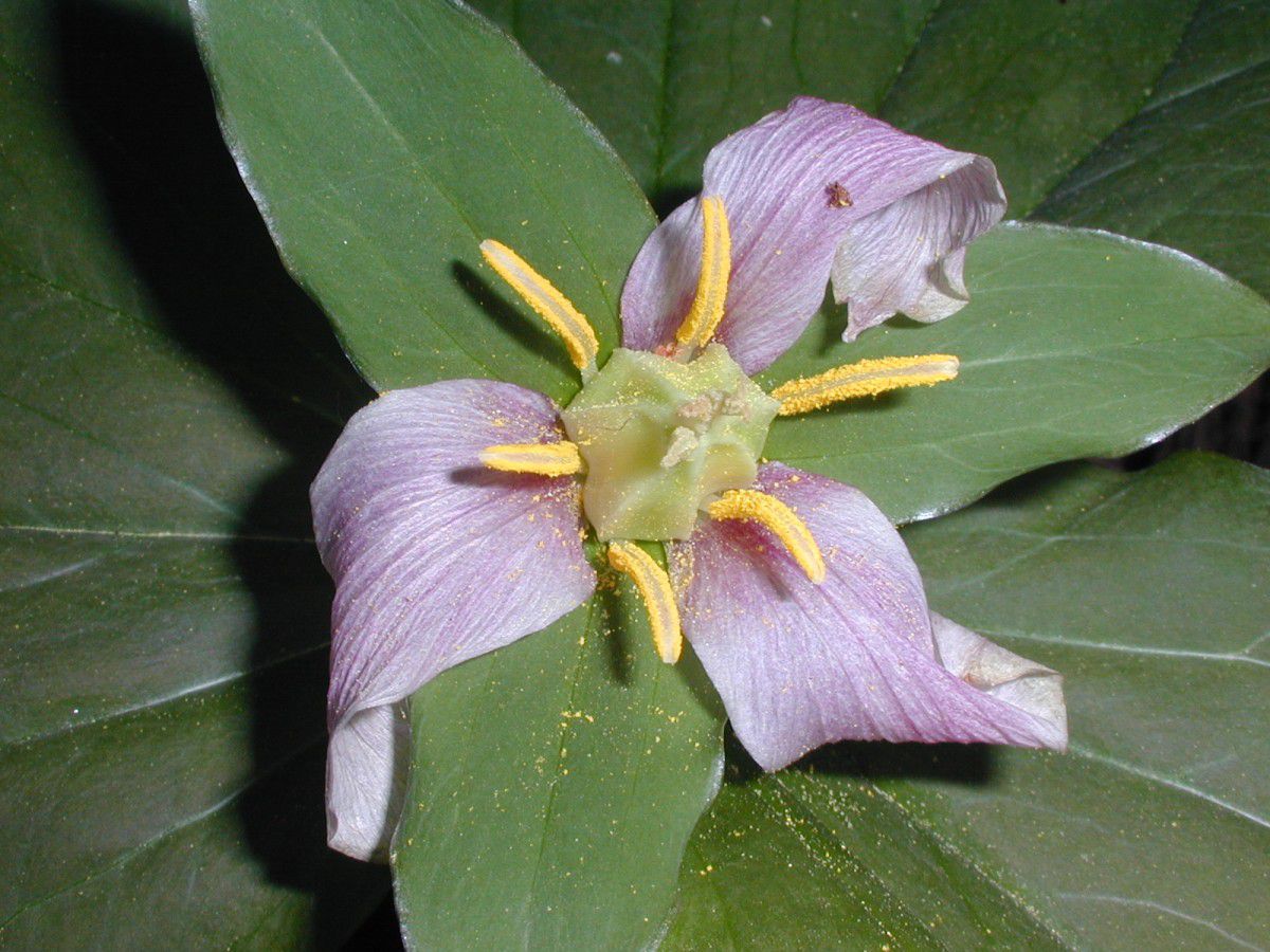 Trillium ovatum ssp. ovatum