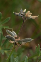 Lupinus bicolor ssp. bicolor