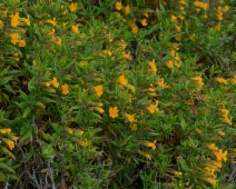 Mimulus aurantiacus ssp. aurantiacus