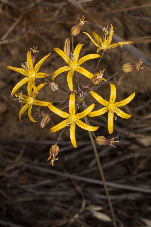 Bloomeria crocea var. aurea