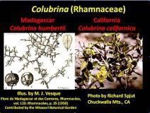 Colubrina californica