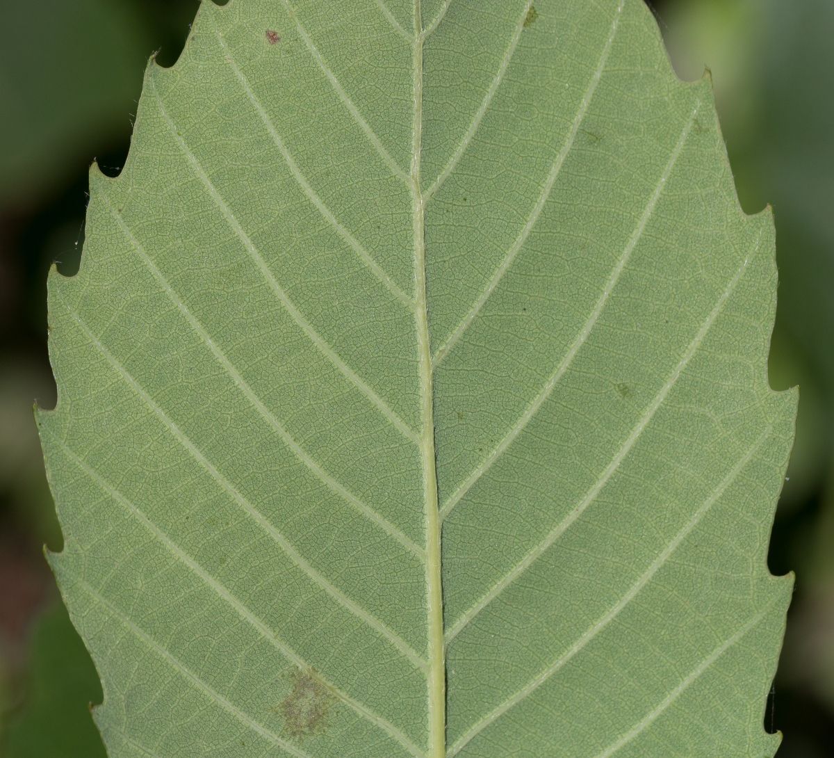 Quercus sadleriana