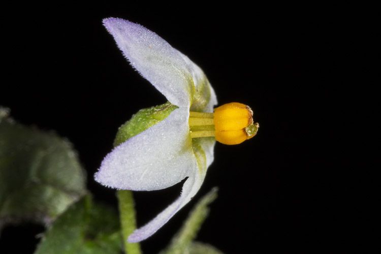 Solanum americanum