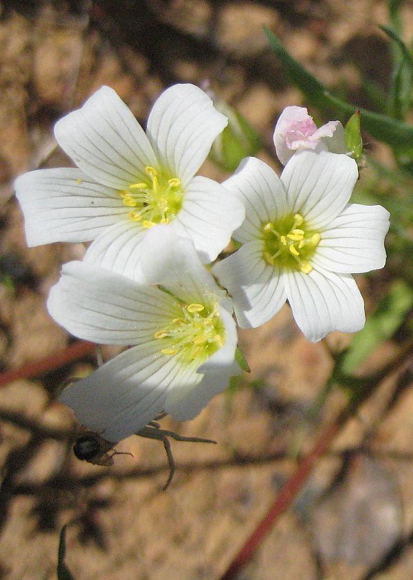 Limnanthes alba ssp. versicolor