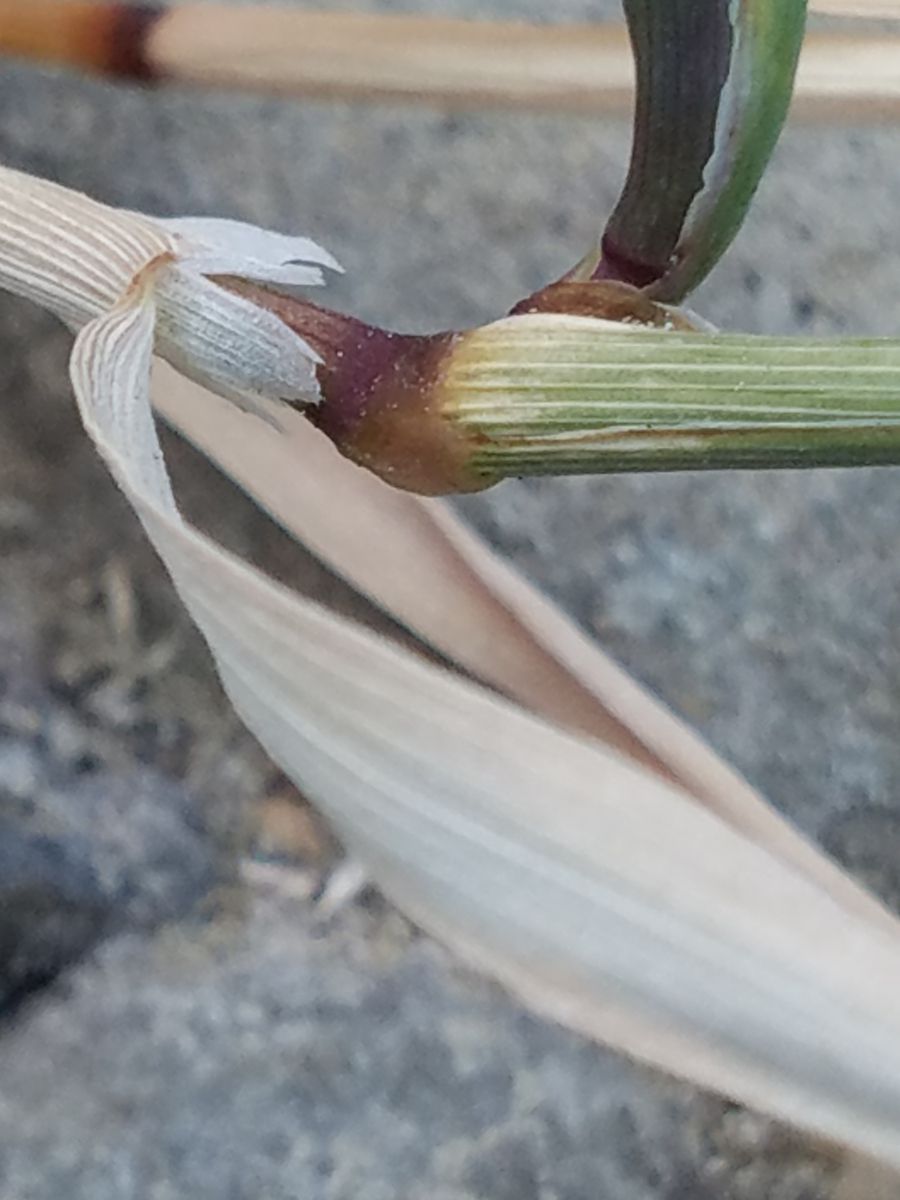 Agrostis stolonifera