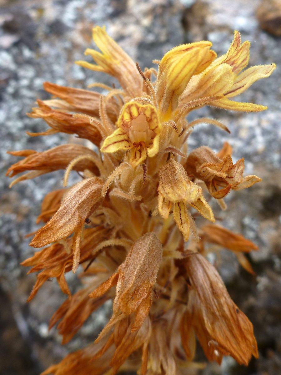 Aphyllon californicum ssp. jepsonii
