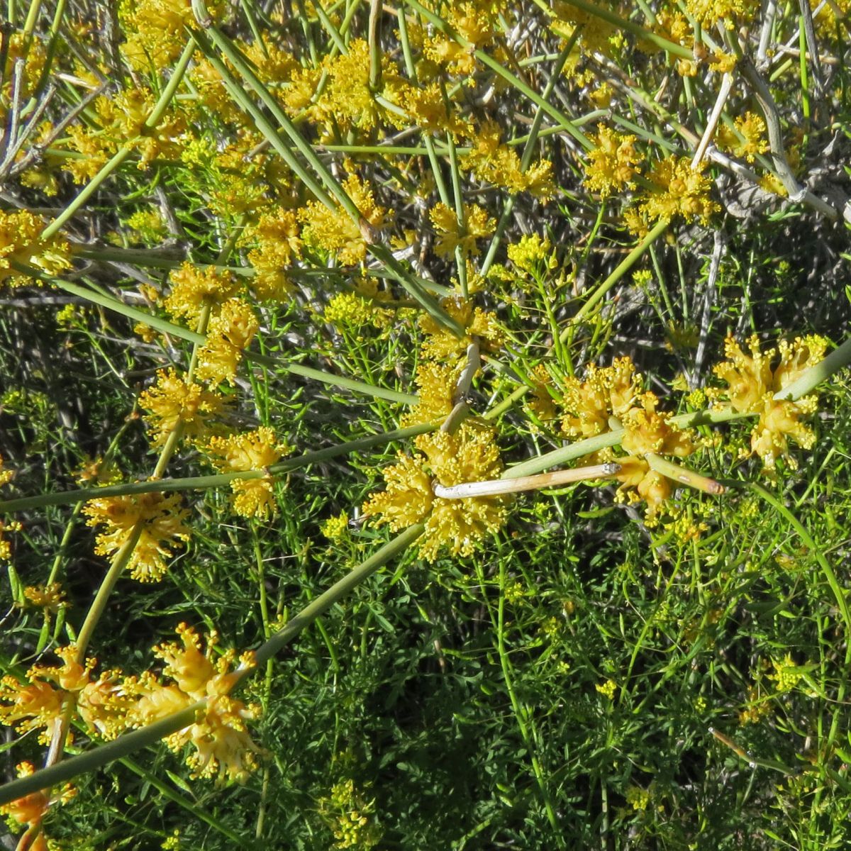 Ephedra nevadensis