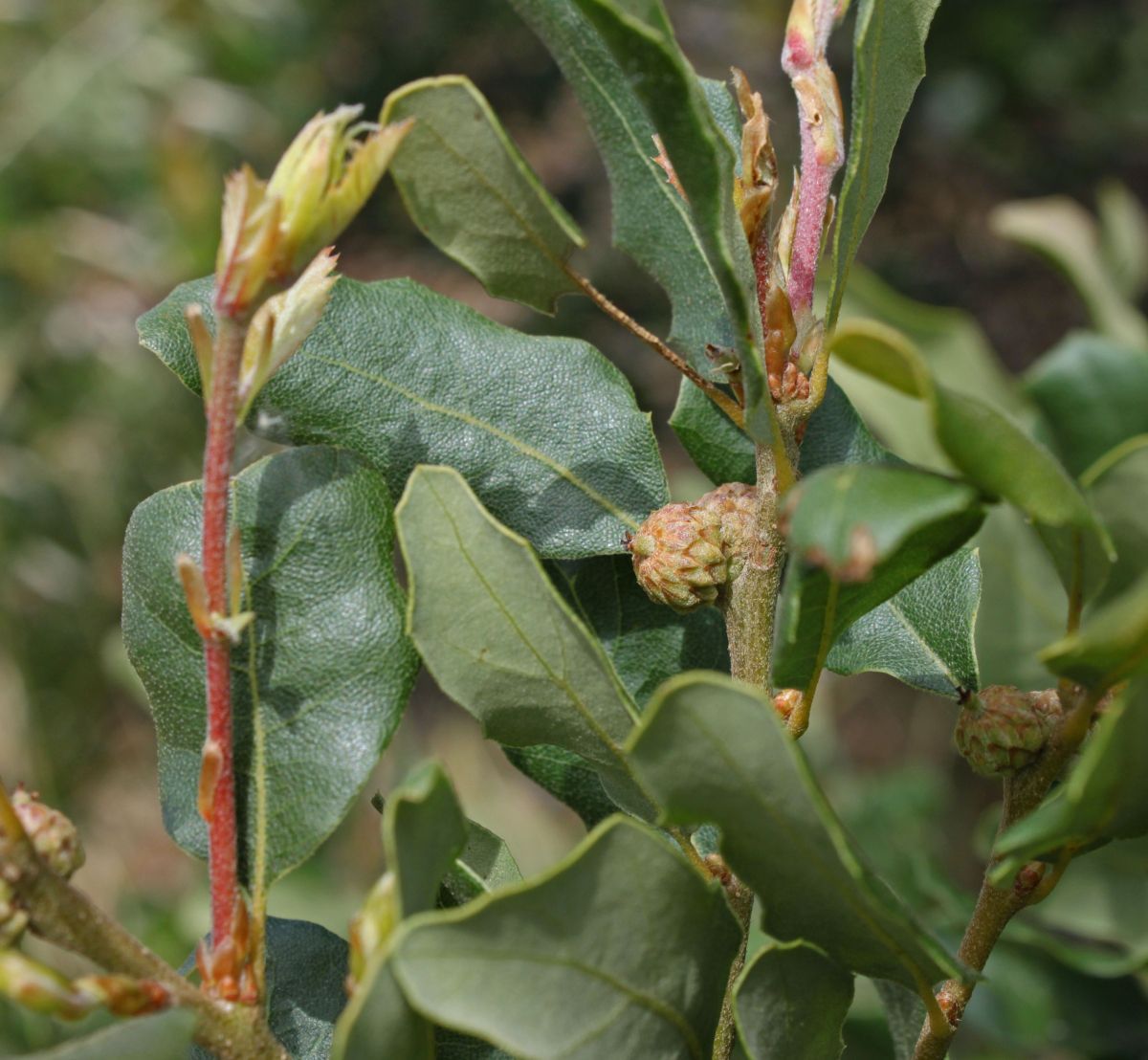 Quercus Xacutidens