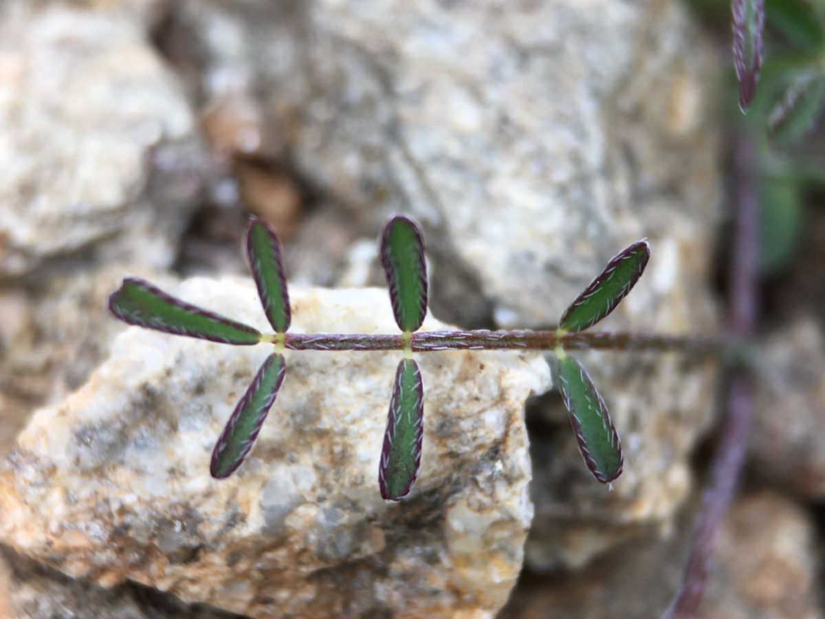 Astragalus nuttallianus var. cedrosensis