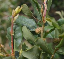 Quercus acutidens