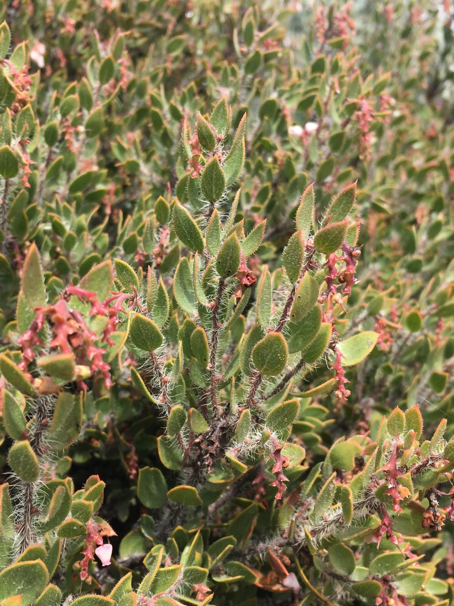 Arctostaphylos myrtifolia