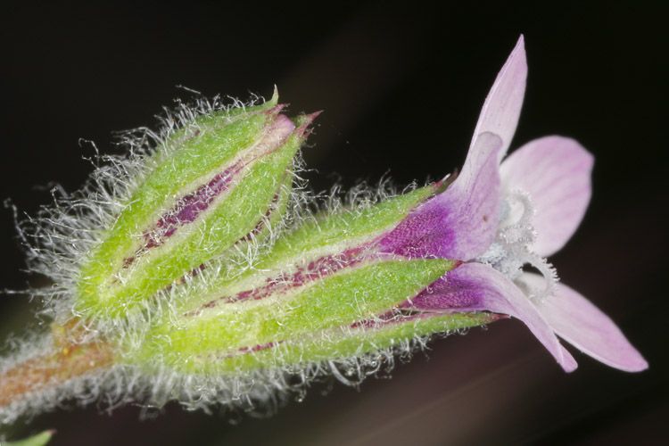 Gilia clivorum