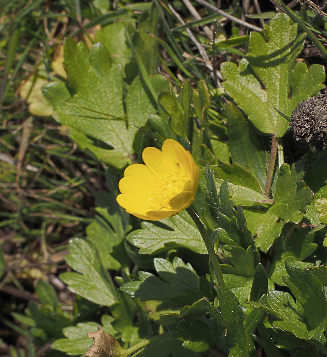 Ranunculus californicus var. cuneatus