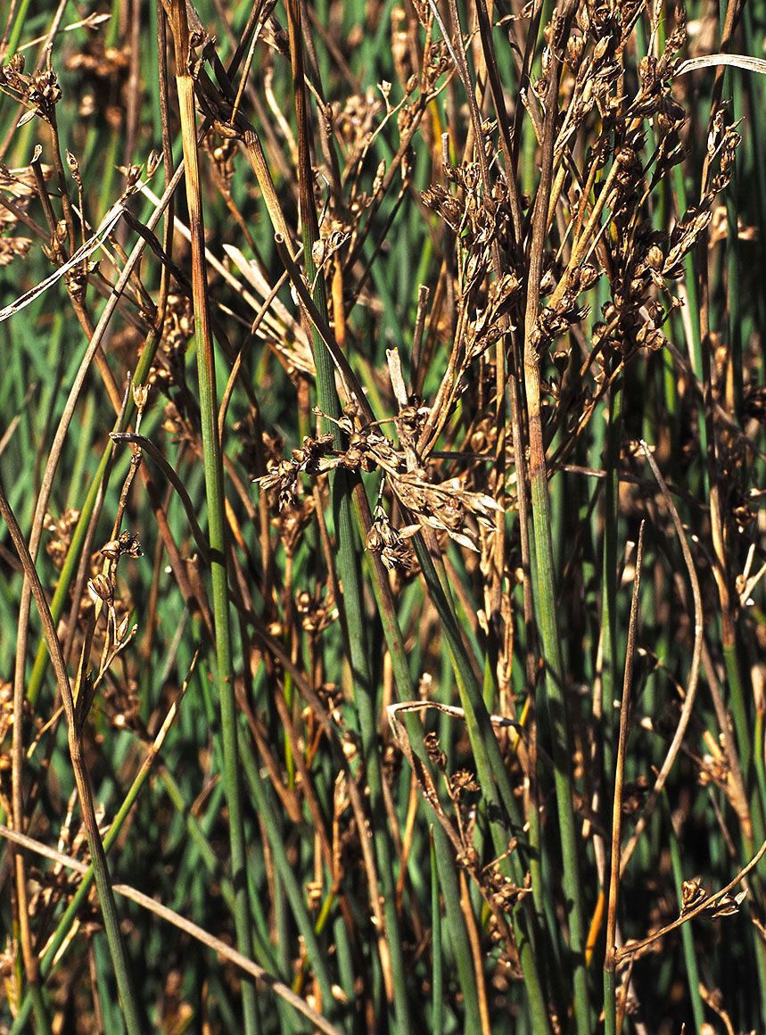 Juncus acutus ssp. leopoldii