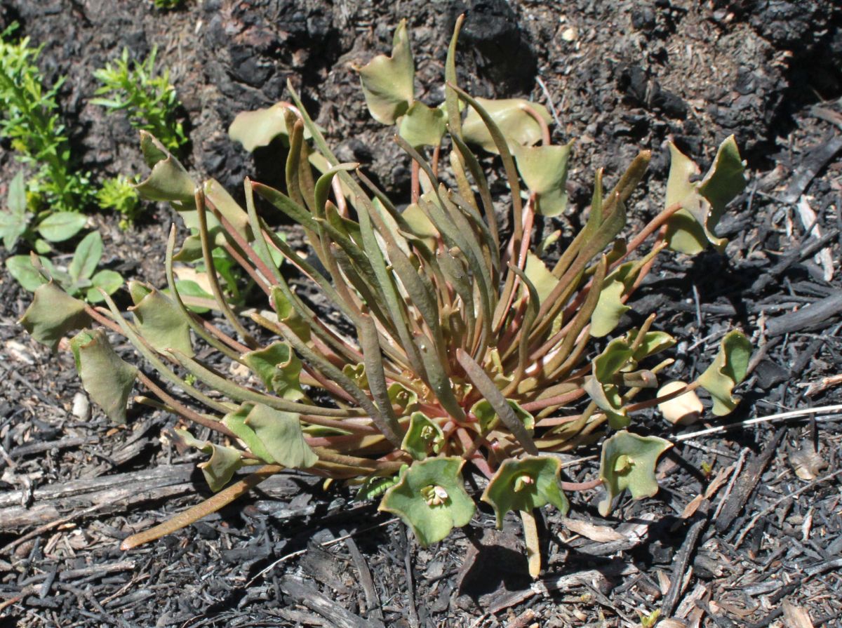 Claytonia parviflora